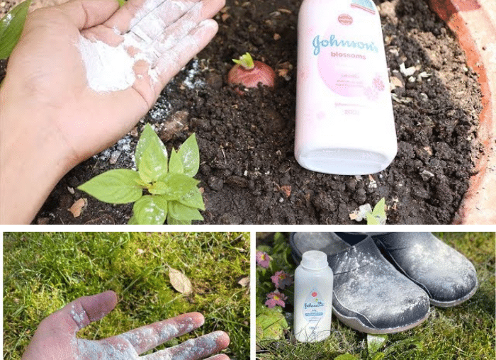 9 brilliant reasons to use baby powder in your garden…